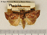 Thysanoplusia chalcedona